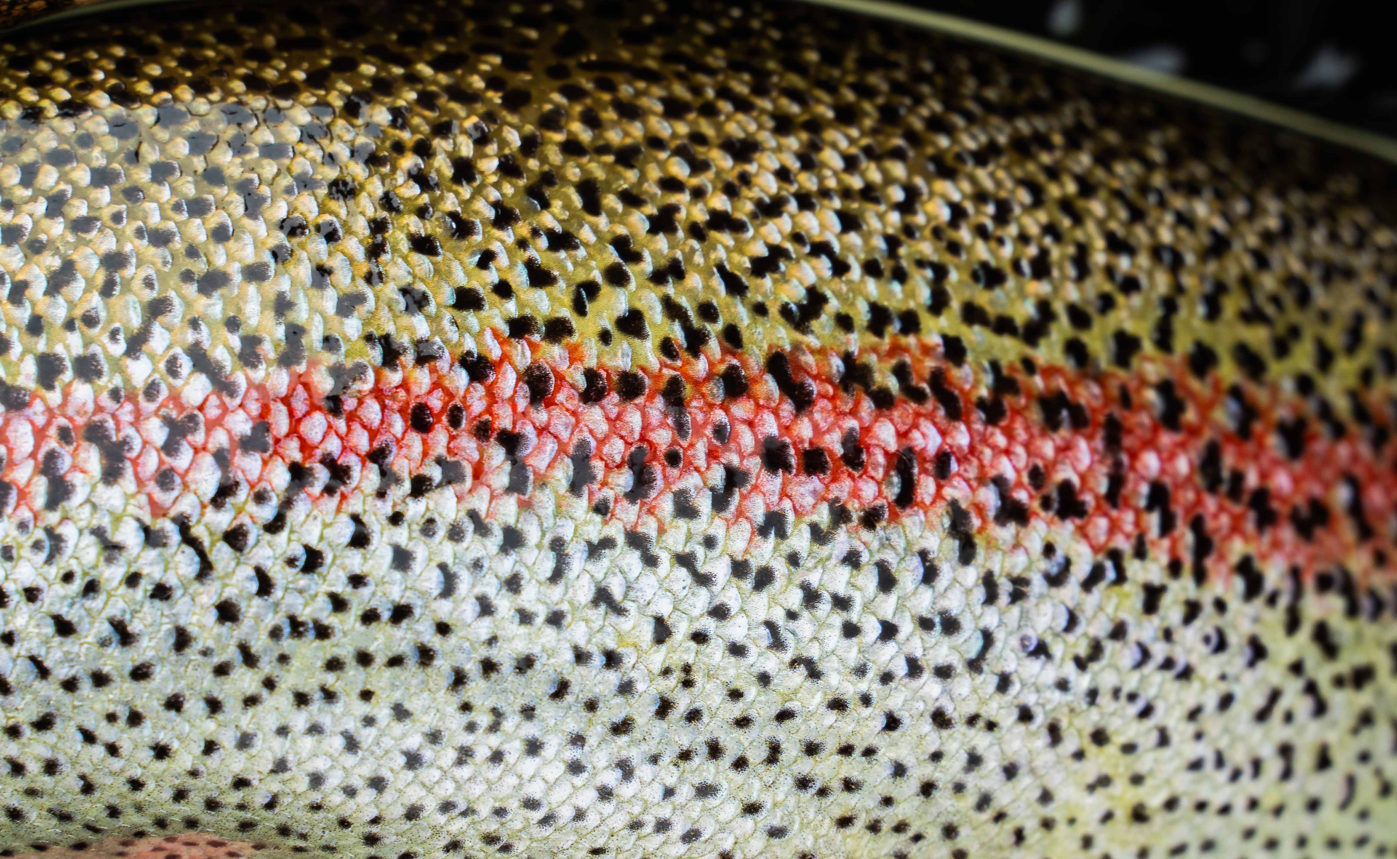 Rainbow trout pattern