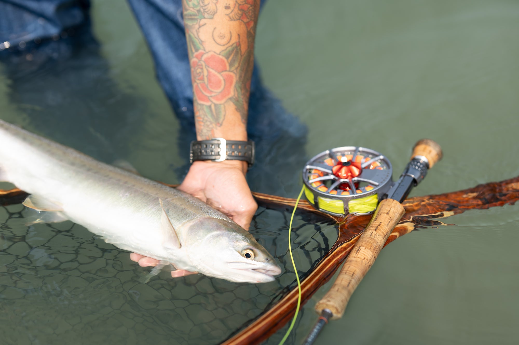 テイムパターソンシエープフィッシュ テイムパターソンシエープ